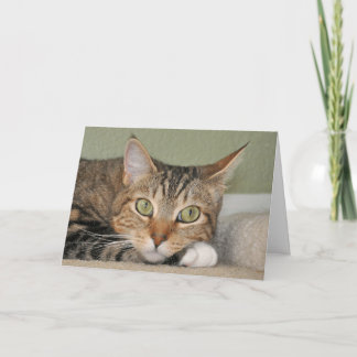 Het denken van de kat aan u kaart