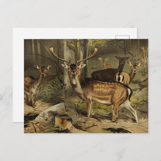 Het dierlijk Briefkaart "Rustic Antler Deer" (Voorkant / Achterkant)