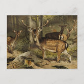 Het dierlijk Briefkaart "Rustic Antler Deer" (Voorkant)