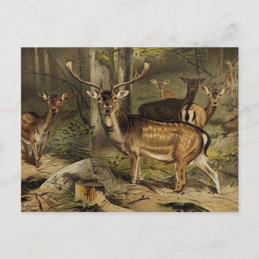 Het dierlijk Briefkaart "Rustic Antler Deer" (Voorkant)