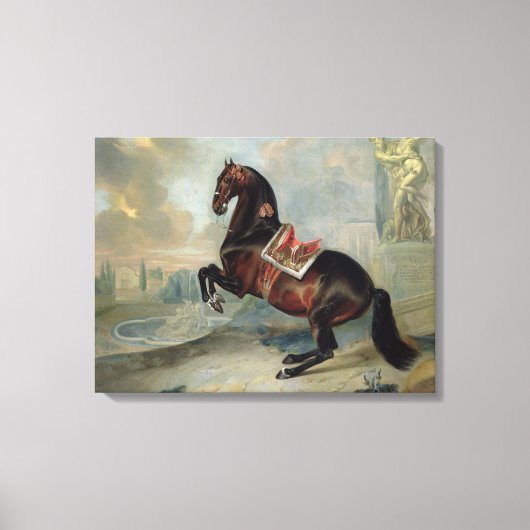 Het donkere paard 'Valido' Canvas Afdruk (Voorkant)