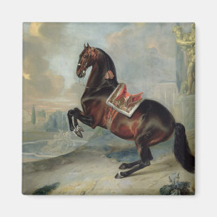 Het donkere paard 'Valido' Magneet