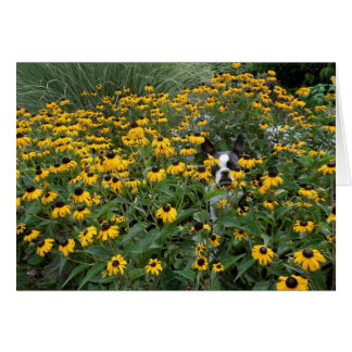 Het dragen in de Rudbeckia - Lola B. Boston