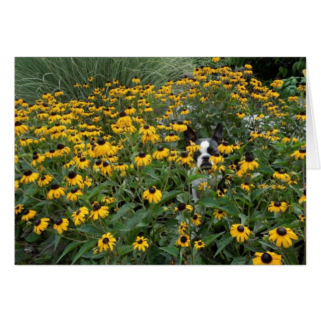 Het dragen in de Rudbeckia - Lola B. Boston (Voorkant Horizontaal)
