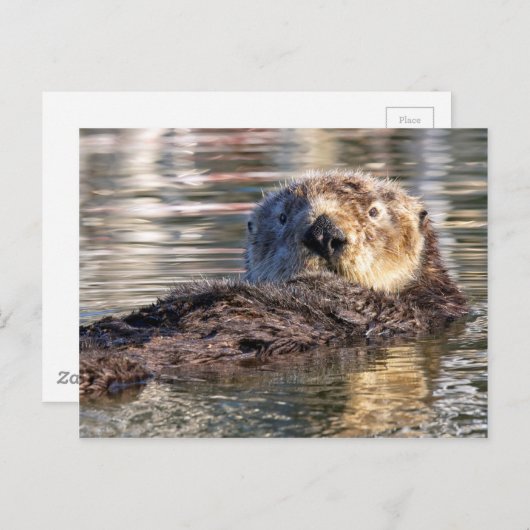 Het drijven Otter Briefkaart (Voorkant / Achterkant)
