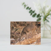 Het drink van Damhinde Briefkaart (Staand voorkant)