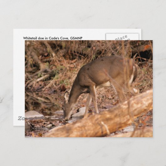 Het drink van Damhinde Briefkaart (Voorkant / Achterkant)