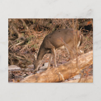 Het drink van Damhinde Briefkaart