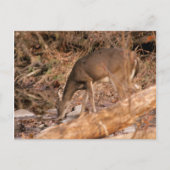 Het drink van Damhinde Briefkaart (Voorkant)