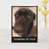 Het droevige Denken van de Hond aan u kaart (Gele Bloem)