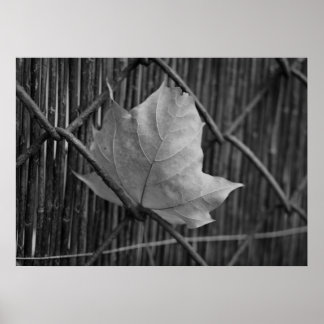 Het droge esdoornblad - Poster