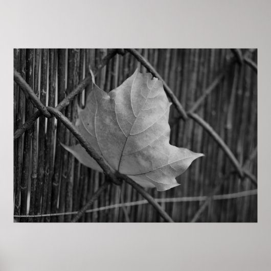 Het droge esdoornblad - Poster (Voorkant)