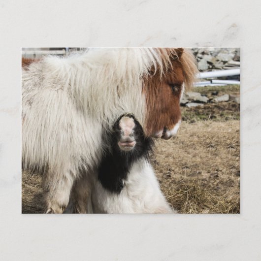 Het duidelijke briefkaart van TIddles en van het (Voorkant)