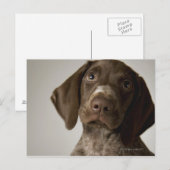 Het Duitse Kortharige puppy van de Wijzer Briefkaart (Voorkant / Achterkant)