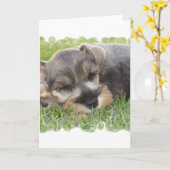 Het dutten Wenskaart Schnauzer Kaart (Gele Bloem)