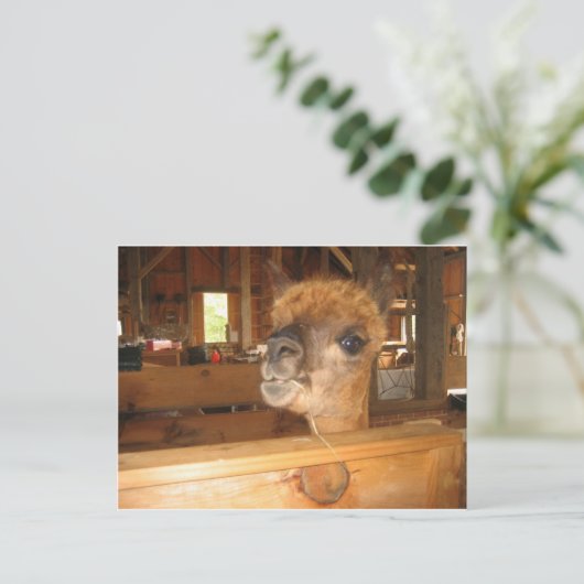 " het echte geld is in alpena " briefkaart (Staand voorkant)