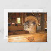 " het echte geld is in alpena " briefkaart (Voorkant / Achterkant)