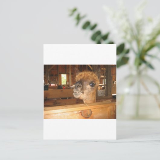 " het echte geld is in alpena " briefkaart (Staand voorkant)