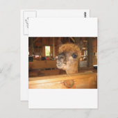 " het echte geld is in alpena " briefkaart (Voorkant / Achterkant)