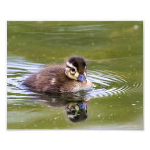 Het Eendje van de wilde eend Foto Afdruk