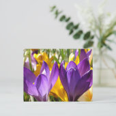 Het eerste blok van de lente: de Crocus Briefkaart (Staand voorkant)