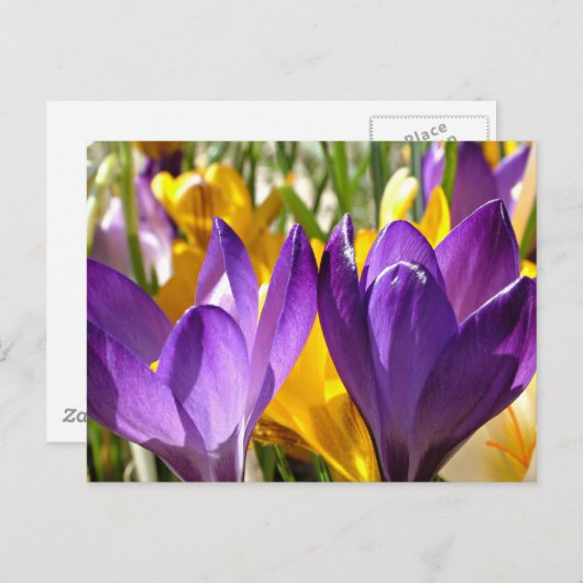 Het eerste blok van de lente: de Crocus Briefkaart (Voorkant / Achterkant)