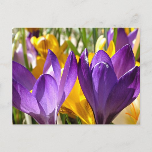 Het eerste blok van de lente: de Crocus Briefkaart (Voorkant)