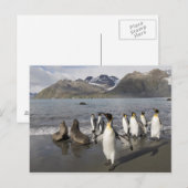 Het Eiland van Antarctica, Zuid-Georgië (het UK), Briefkaart (Voorkant / Achterkant)