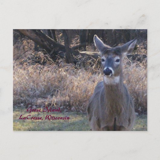 , Het Eiland van de Gans, Lacrosse, Wisconsin Briefkaart (Voorkant)