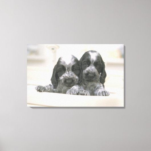 Het Engelse Cocker Spaniel is een hondenras. Het Canvas Afdruk (Voorkant)