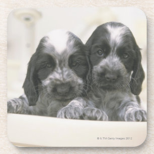 Het Engelse Cocker Spaniel is een hondenras. Het Drankjes Onderzetter