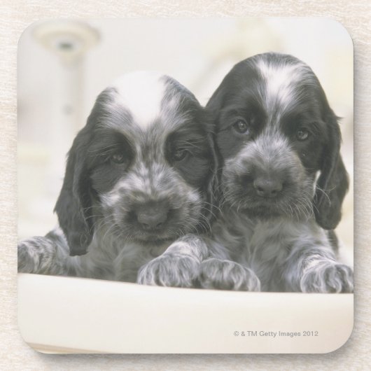 Het Engelse Cocker Spaniel is een hondenras. Het Drankjes Onderzetter (Voorkant)