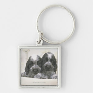Het Engelse Cocker Spaniel is een hondenras. Het Sleutelhanger