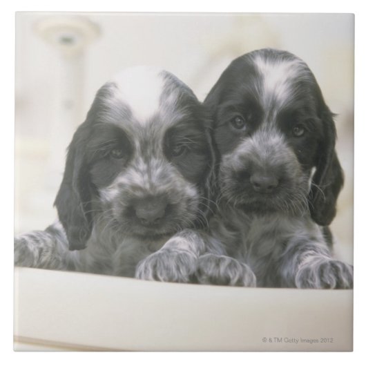 Het Engelse Cocker Spaniel is een hondenras. Het Tegeltje (Voorkant)