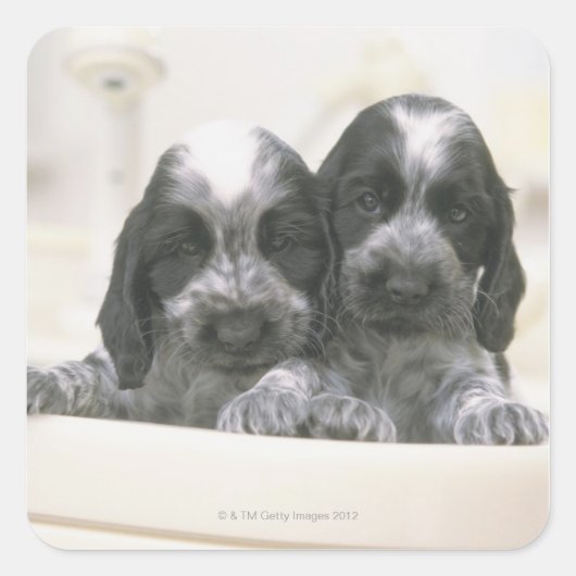 Het Engelse Cocker Spaniel is een hondenras. Het Vierkante Sticker (Voorkant)