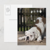 Het Engelse Puppy van de Buldog Briefkaart (Voorkant / Achterkant)