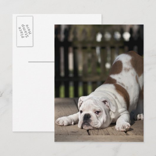 Het Engelse Puppy van de Buldog Briefkaart (Voorkant / Achterkant)