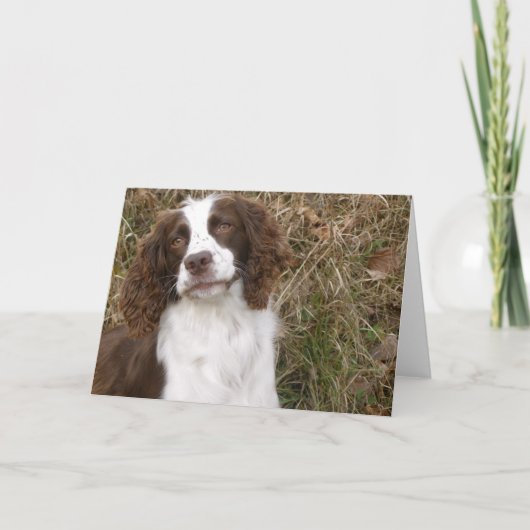 Het Engelse Spaniel van de Aanzetsteen - de Beste Kaart (Voorkant)