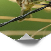 Het eten van zaden van een wild gras poster (Hoek)