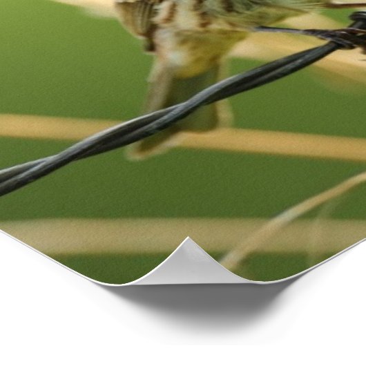 Het eten van zaden van een wild gras poster (Hoek)