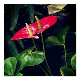 Het Flamingo plant Perfect Poster