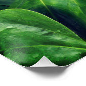 Het Flamingo plant Perfect Poster (Hoek)