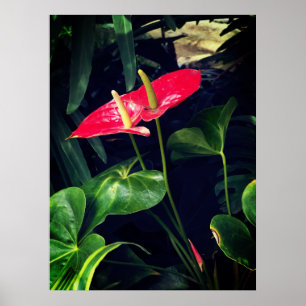 Het Flamingo plant Poster