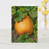 Het Flard van de pompoen Kaart (Gele Bloem)