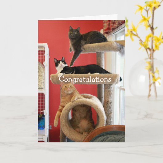 Het Flatgebouw met koopflats van het kat Kaart (Gele Bloem)