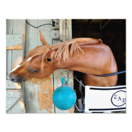 Het Flaxen "Alle inbegrepen" Foto Afdruk