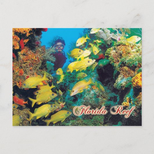 Het Florida-rif in de Florida Keys Briefkaart (Voorkant)