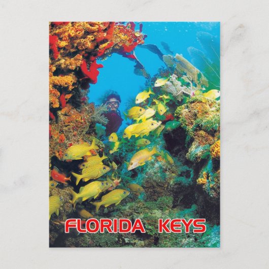 Het Florida-rif in de Florida Keys Briefkaart (Voorkant)