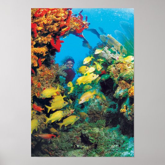 Het Florida-rif in de Florida Keys Poster (Voorkant)