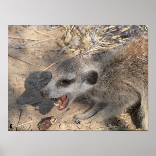 Het Fluffernotter-Collectie - Eeten Poster (Voorkant)